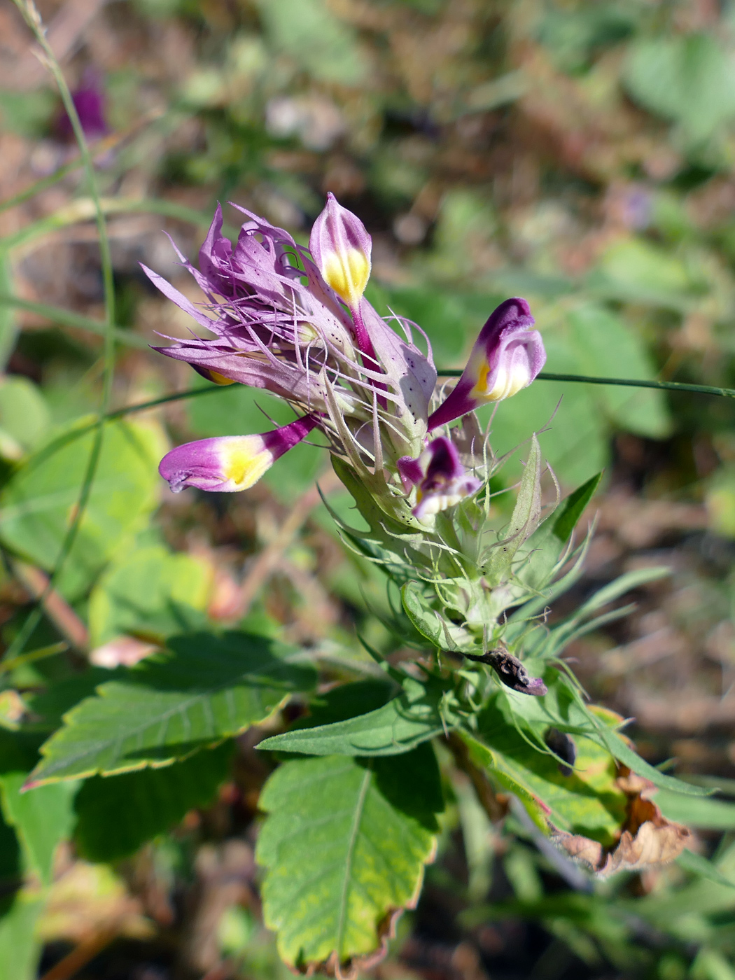 Image of Melampyrum arvense specimen.