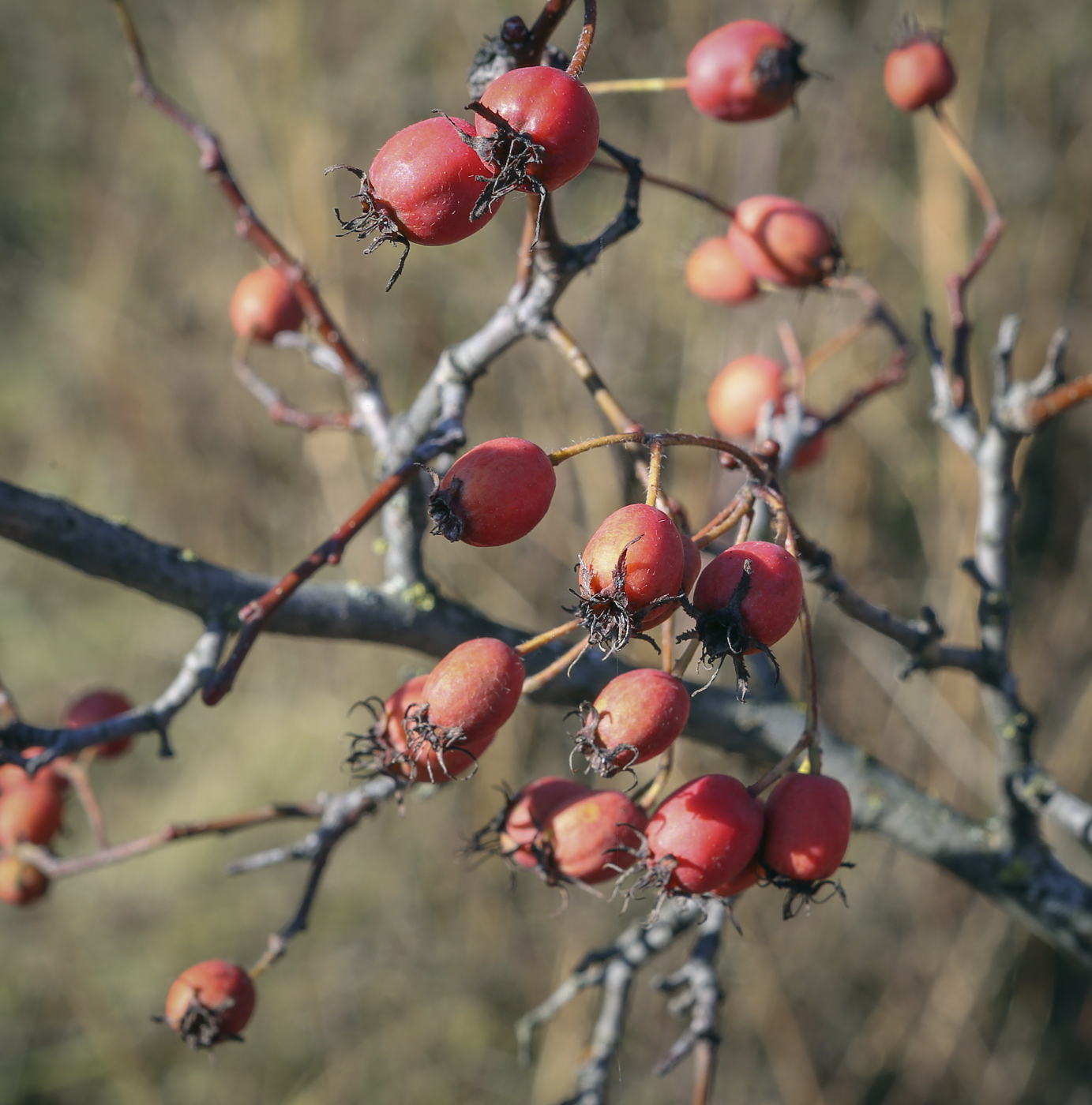 Изображение особи род Crataegus.