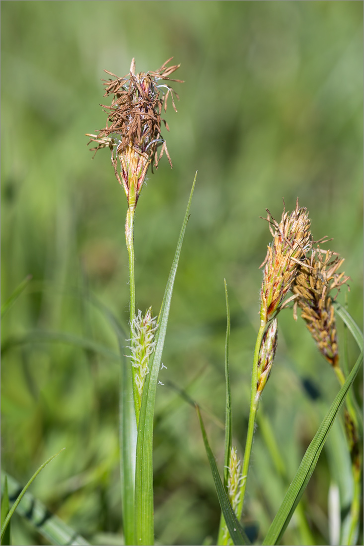 Изображение особи Carex hirta.