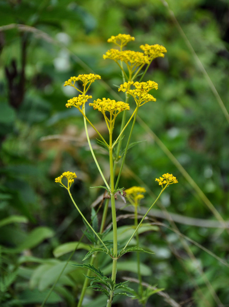 Image of Patrinia scabiosifolia specimen.