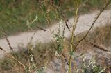 Melilotus albus