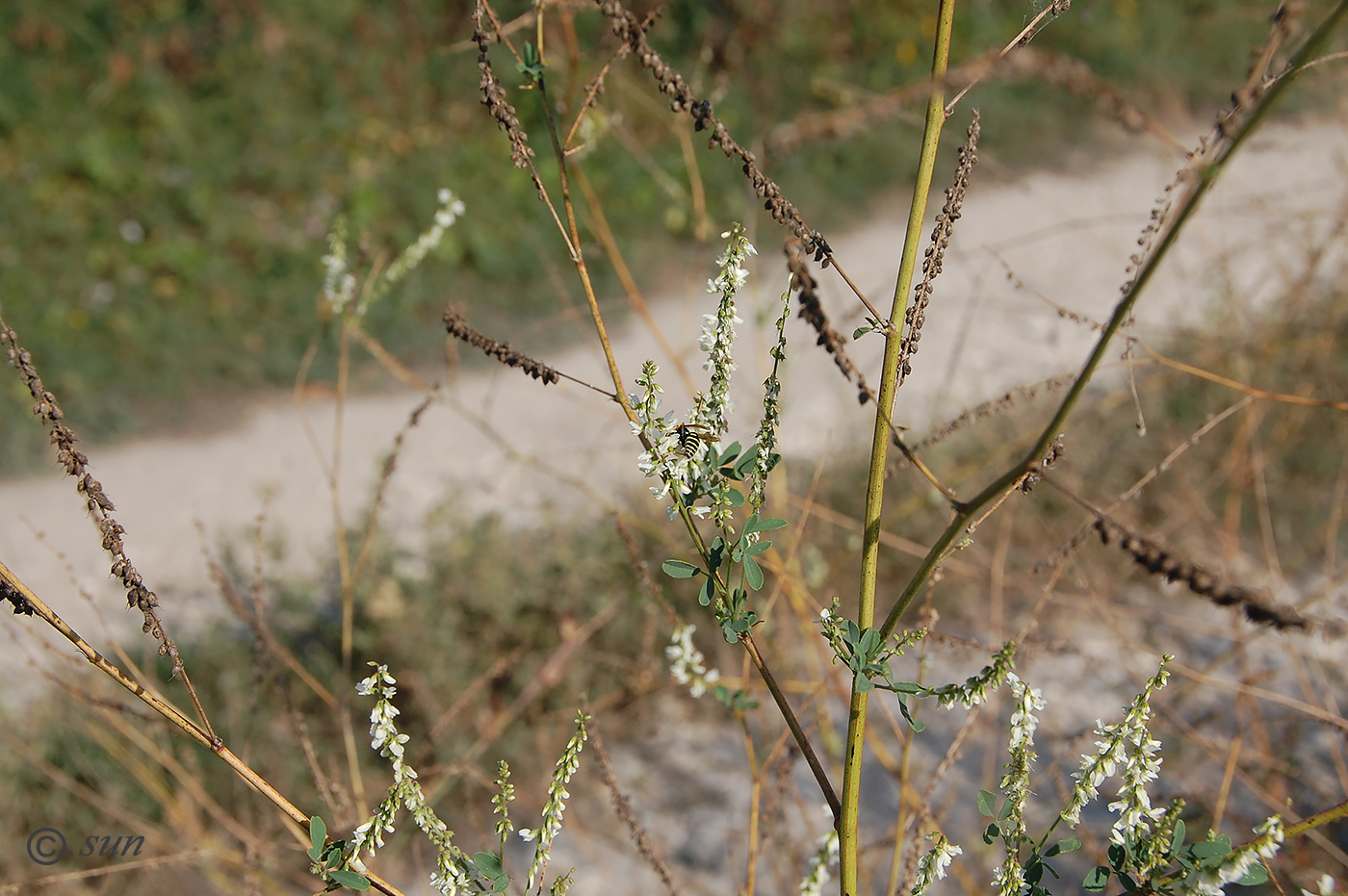 Image of Melilotus albus specimen.