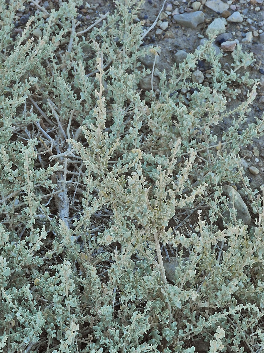 Image of Atriplex undulata specimen.