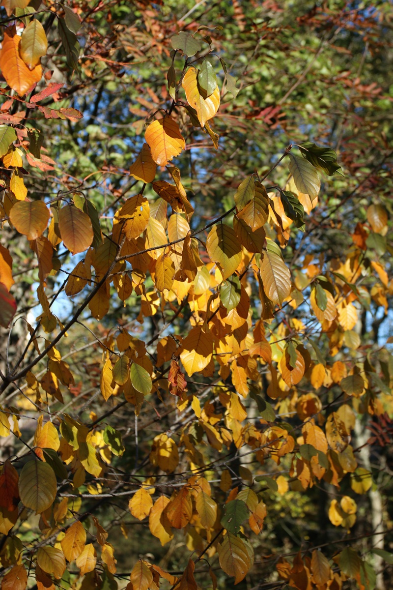 Image of Frangula alnus specimen.