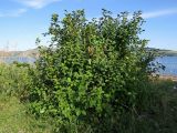 Cerasus tomentosa