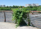 Humulus lupulus. Вегетирующее растение на перилах набережной. Владикавказ, правый берег реки Терек. 03.07.2022.