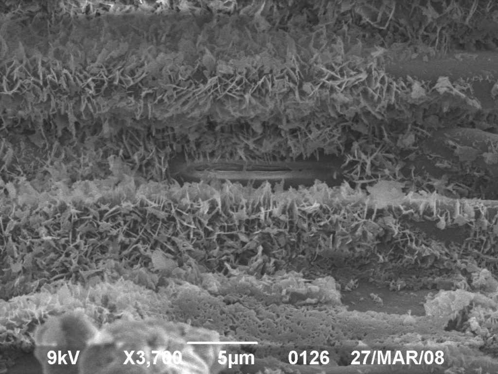 Image of Achnatherum bromoides specimen.