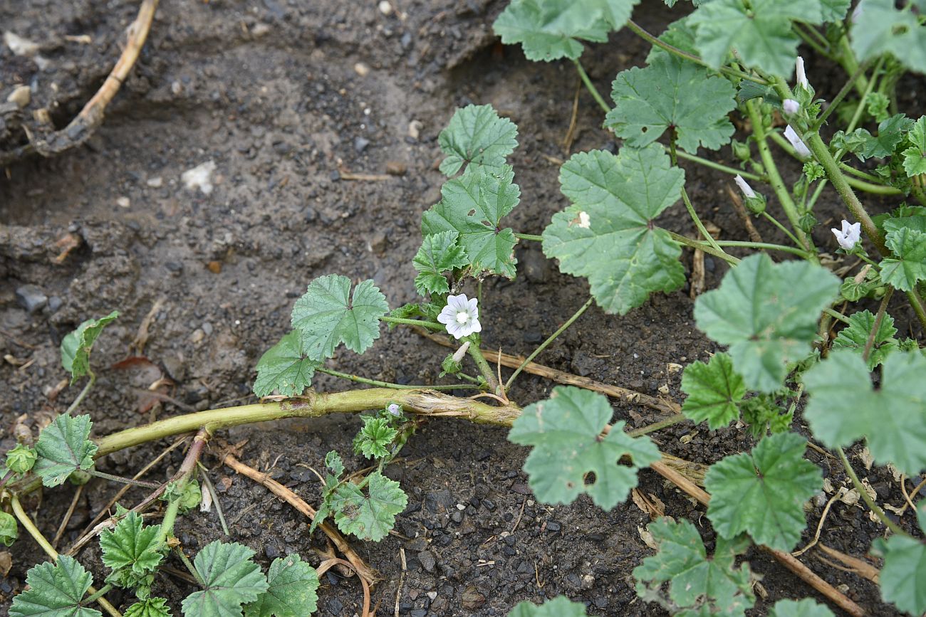 Изображение особи Malva neglecta.