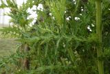 genus Cirsium