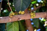 Ficus lutea. Часть ветви с соплодиями. Марокко, обл. Касабланка - Сеттат, г. Касабланка, в культуре. 30.12.2022.