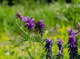 Vicia cracca. Верхушка цветущего побега. Пермский край, Чусовской городской округ, окр. пос. Мыс, долина р. Усьва, заросший галечник напротив Камня Большое Бревно. 9 июля 2022 г.