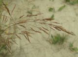Agrostis gigantea