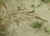 Agrostis gigantea