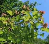 Acer tataricum