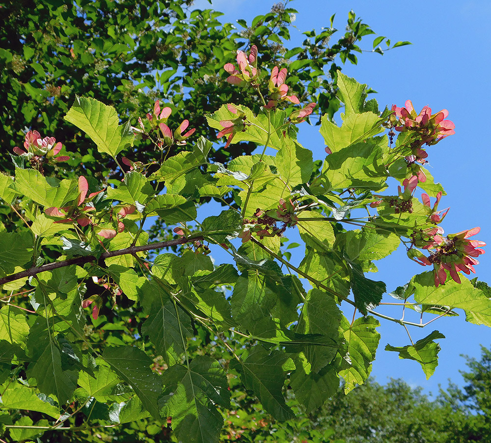 Image of Acer tataricum specimen.