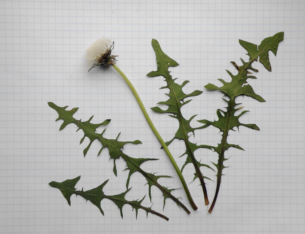 Image of Taraxacum pectinatiforme specimen.