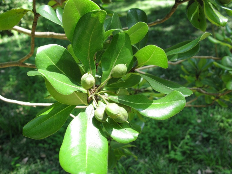 Image of Pittosporum tobira specimen.