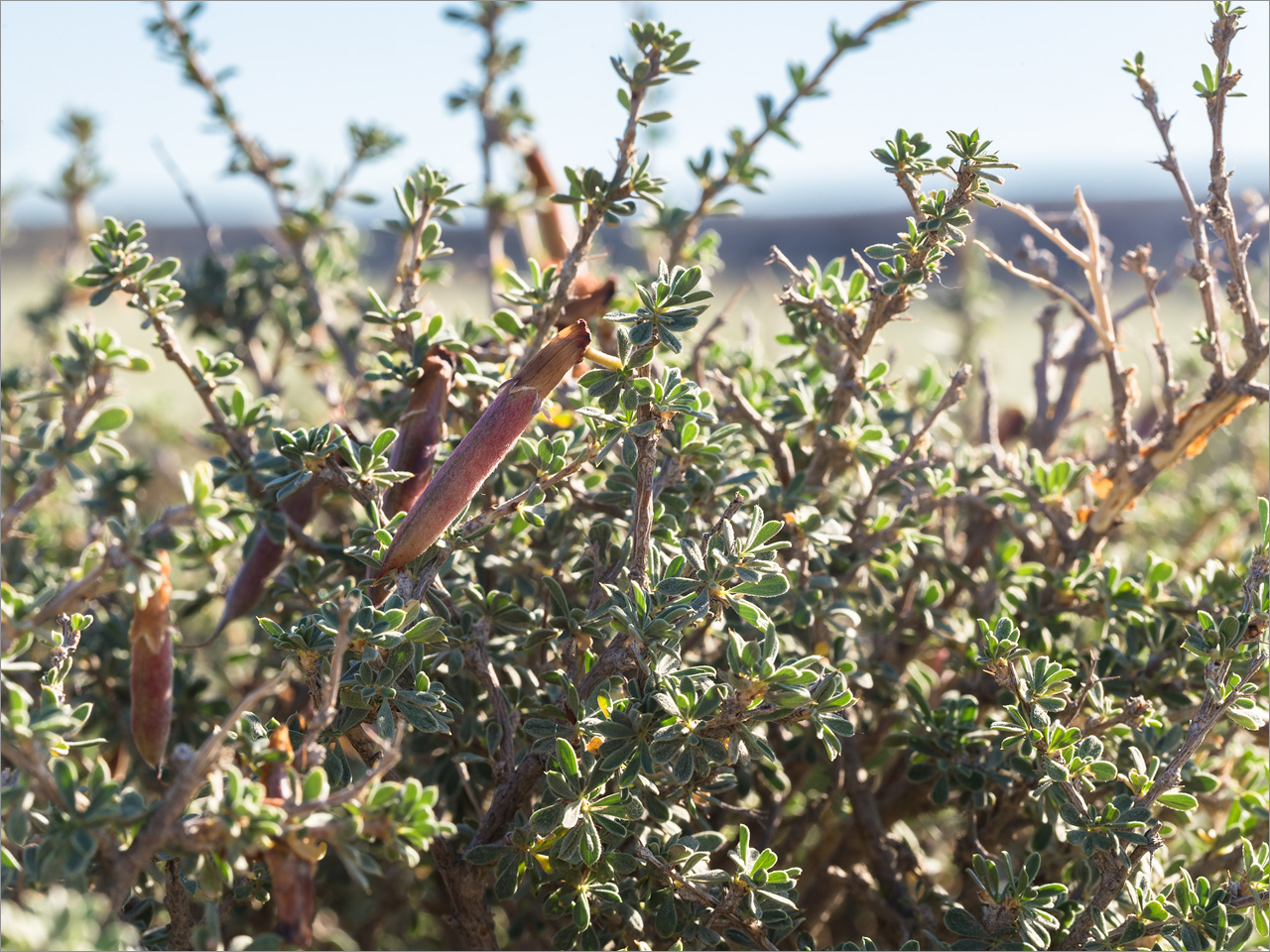 Image of Caragana grandiflora specimen.