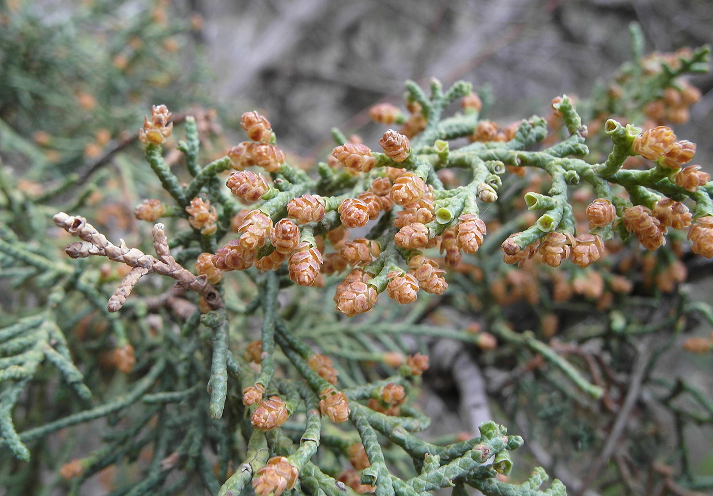 Изображение особи Juniperus seravschanica.