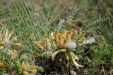 Astragalus testiculatus
