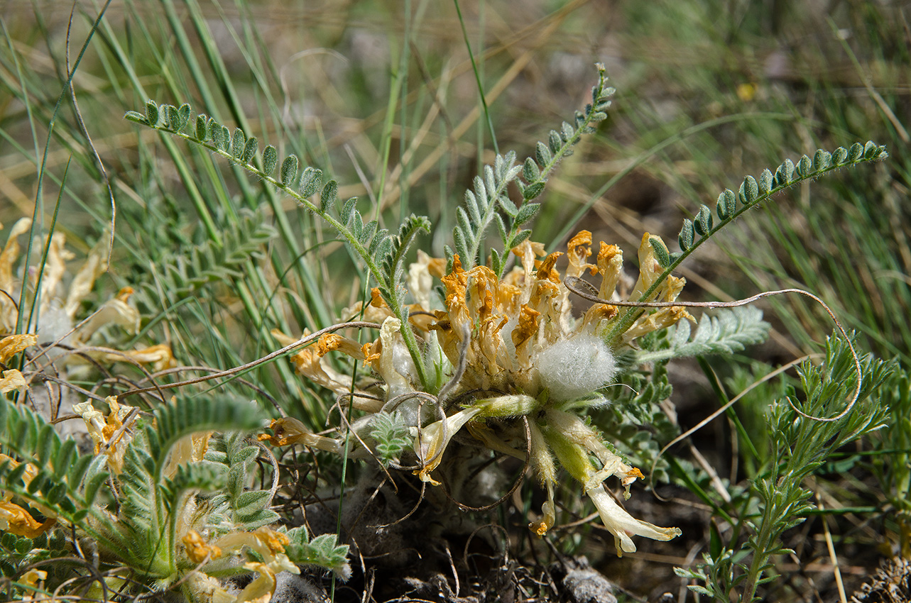 Изображение особи Astragalus testiculatus.