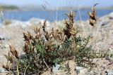 Oxytropis sordida. Плодоносящее растение на антропогенной валунно-песчаной насыпи. Мурманская обл., пос. Дальние Зеленцы, берег Дальнезеленецкой губы. 04.08.2010.