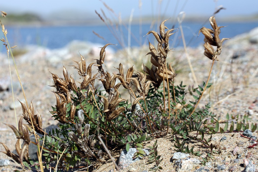 Изображение особи Oxytropis sordida.