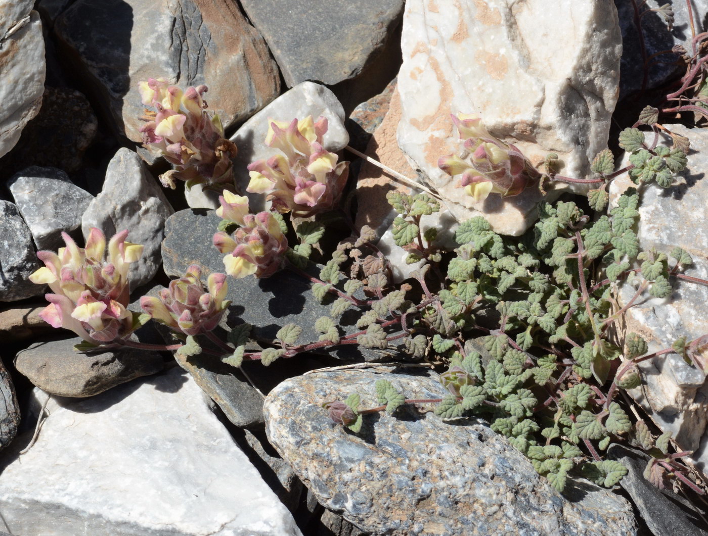 Изображение особи Scutellaria physocalyx.