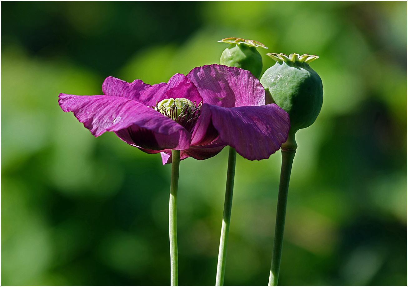 Image of Papaver somniferum specimen.