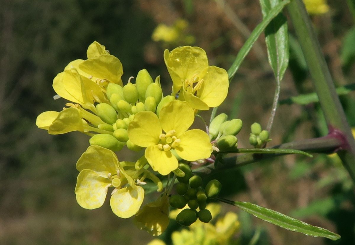 Изображение особи Brassica nigra.