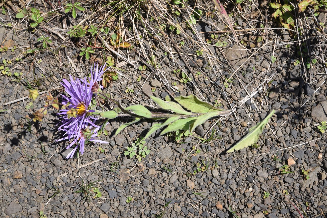 Image of Aster ibericus specimen.