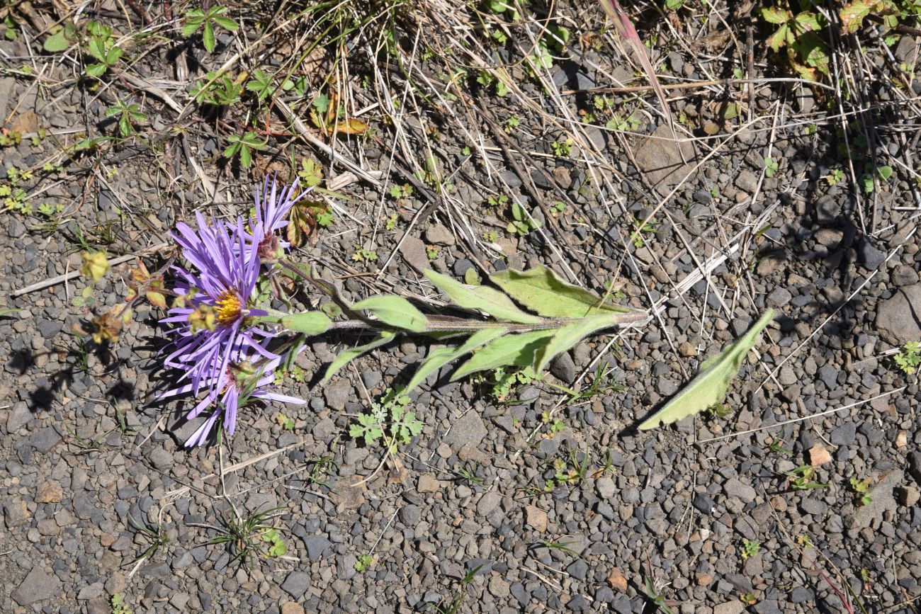 Изображение особи Aster ibericus.