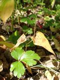 Maianthemum bifolium