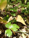 Maianthemum bifolium