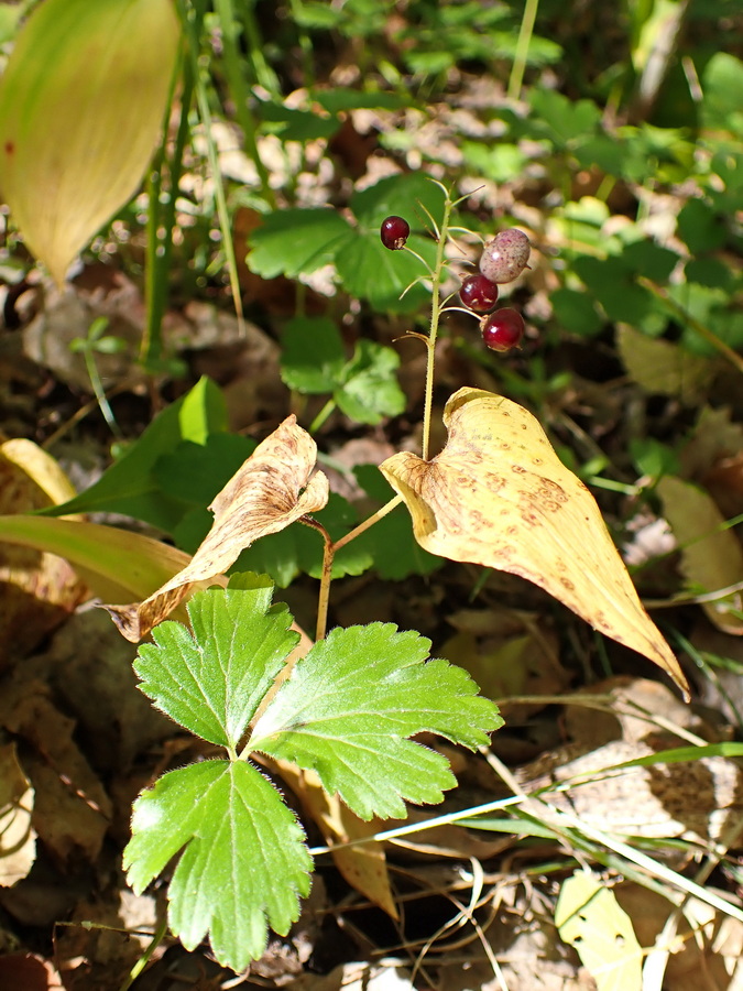 Image of Maianthemum bifolium specimen.