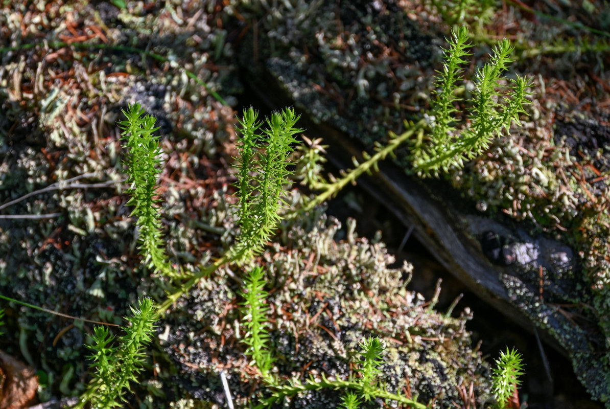 Изображение особи Lycopodium annotinum.