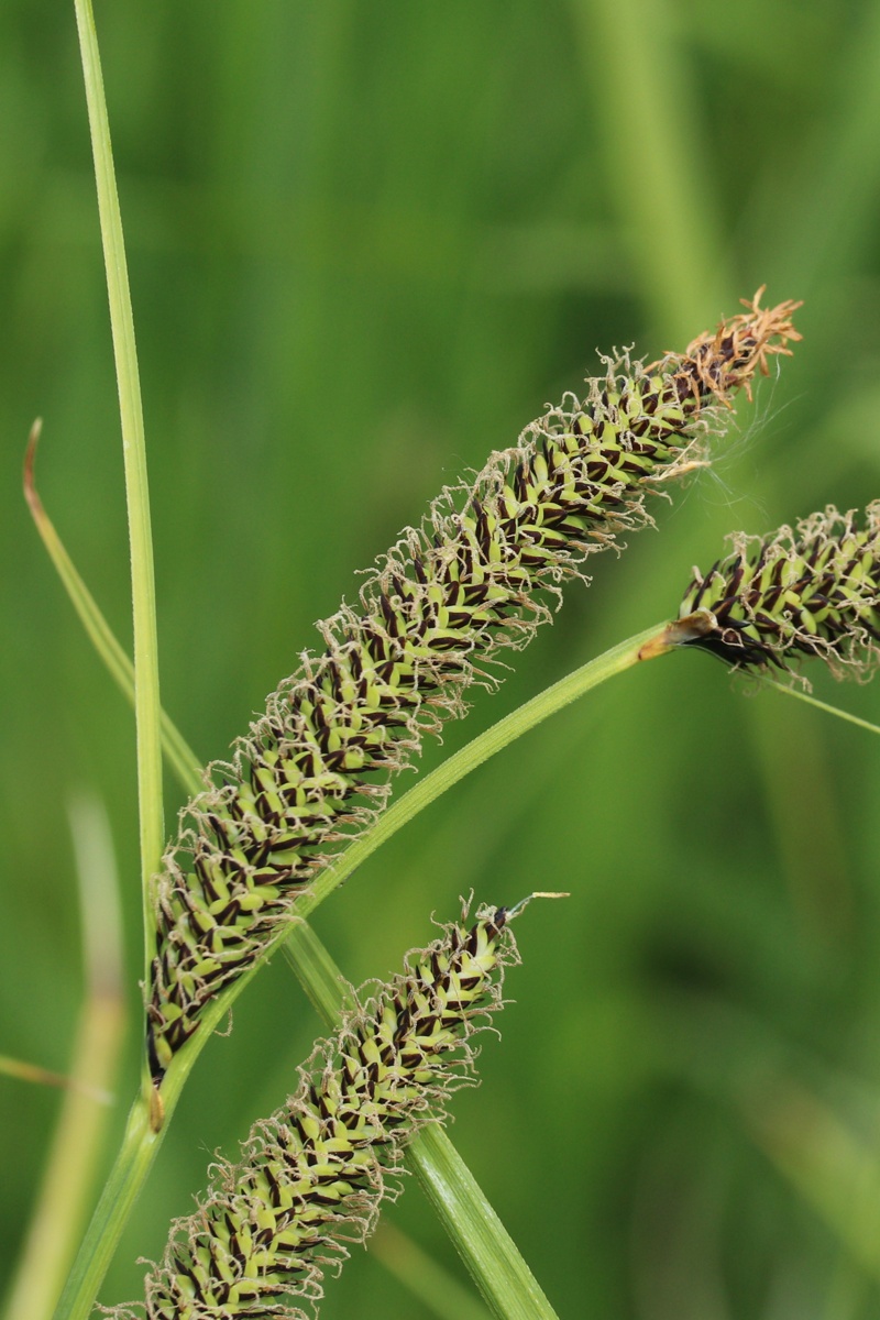 Изображение особи Carex omskiana.