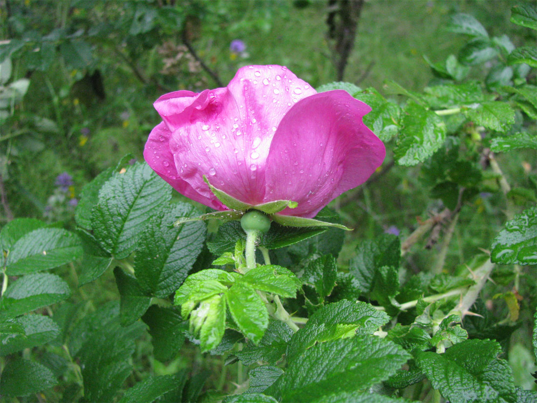 Image of Rosa rugosa specimen.