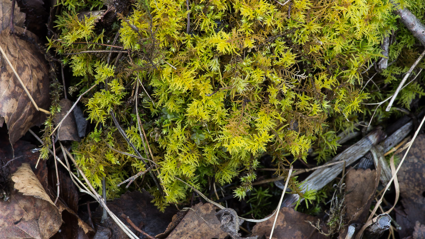 Изображение особи Thuidium recognitum.