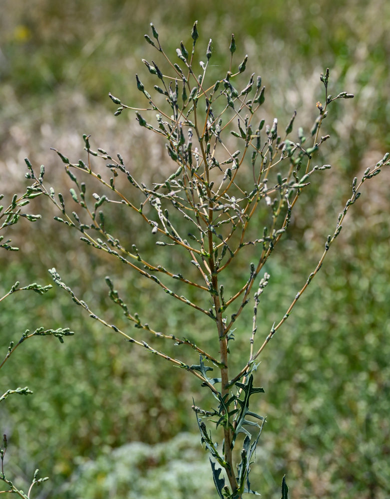 Изображение особи Lactuca serriola.