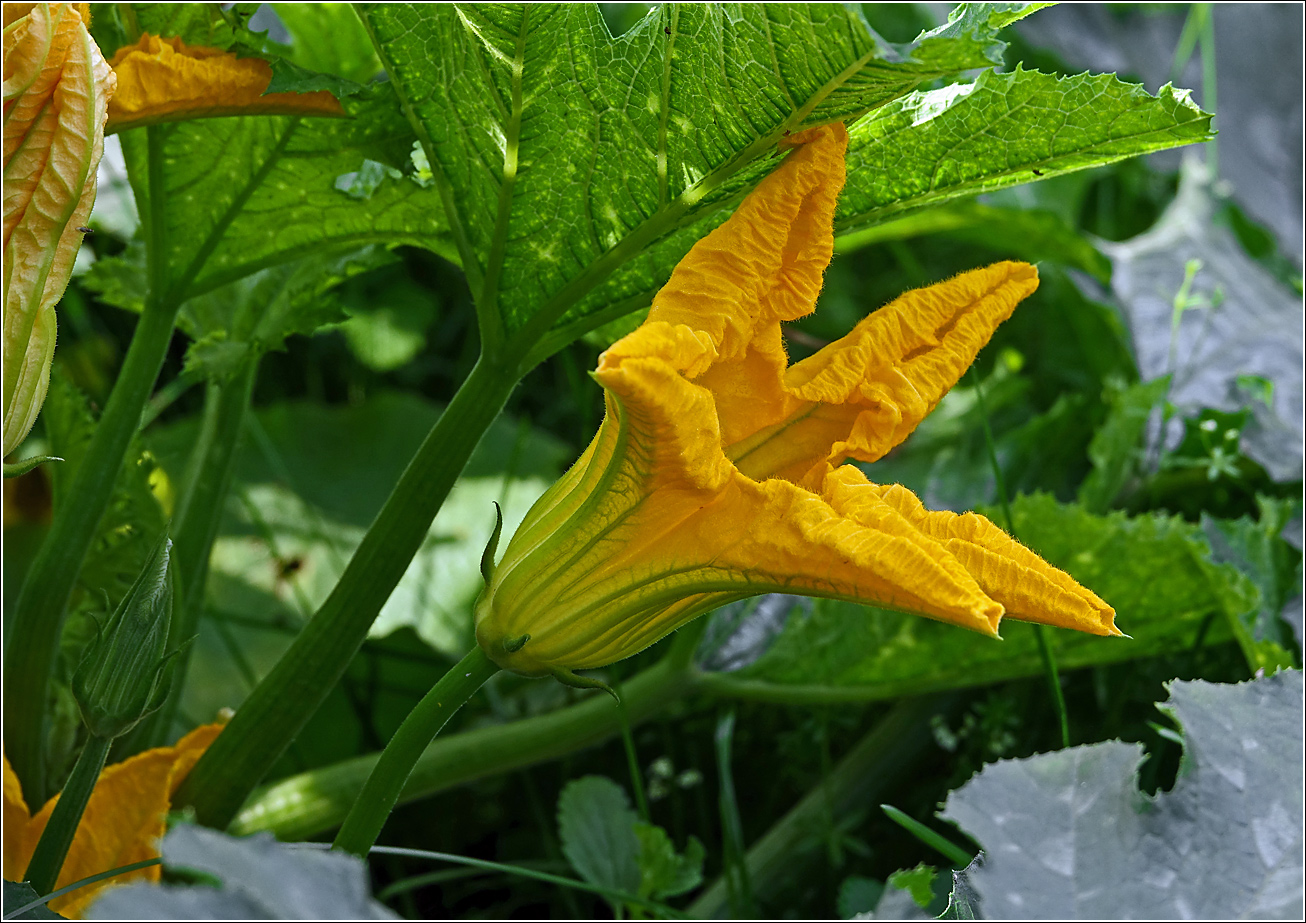 Изображение особи Cucurbita pepo.