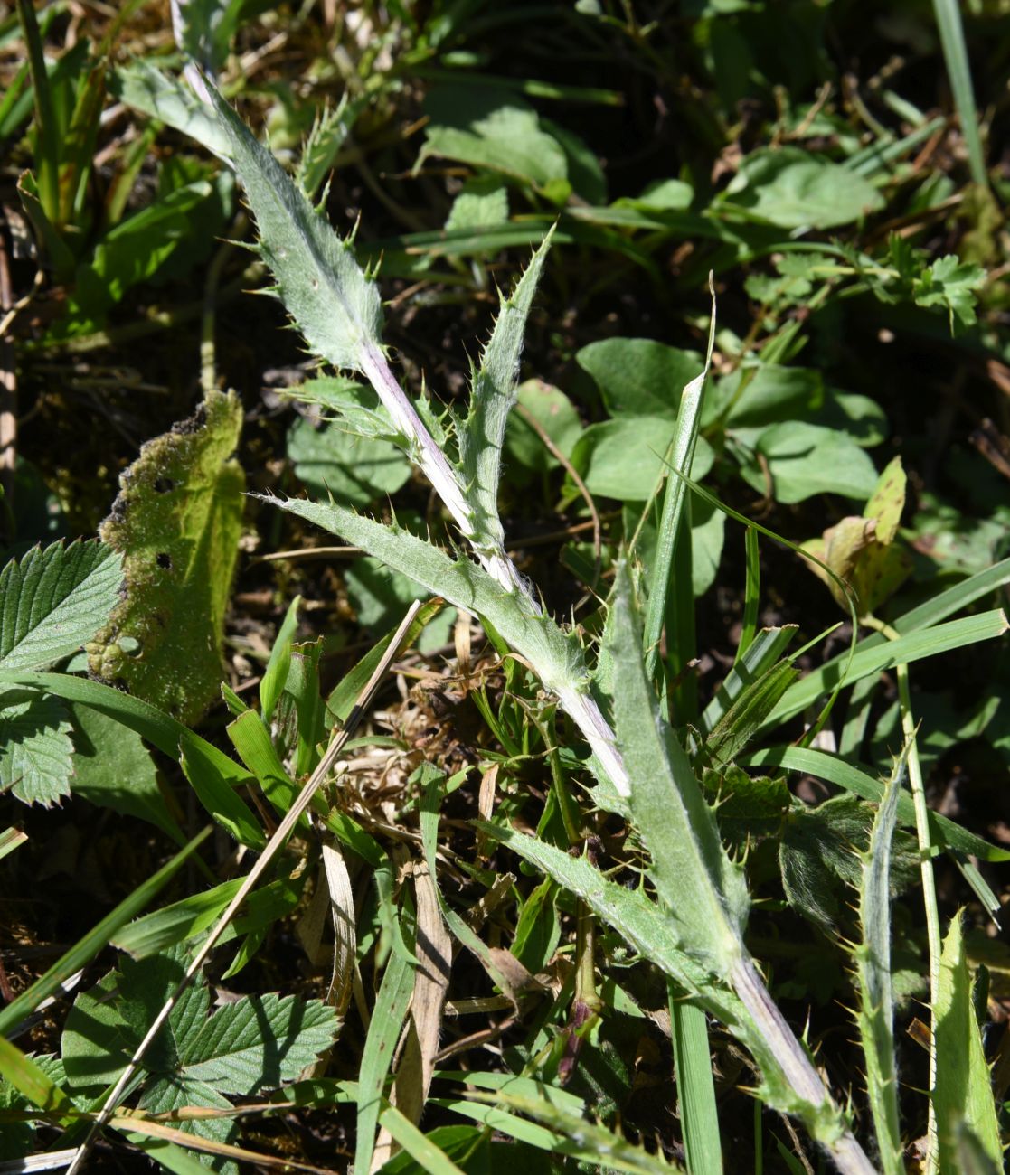 Изображение особи Carlina biebersteinii.