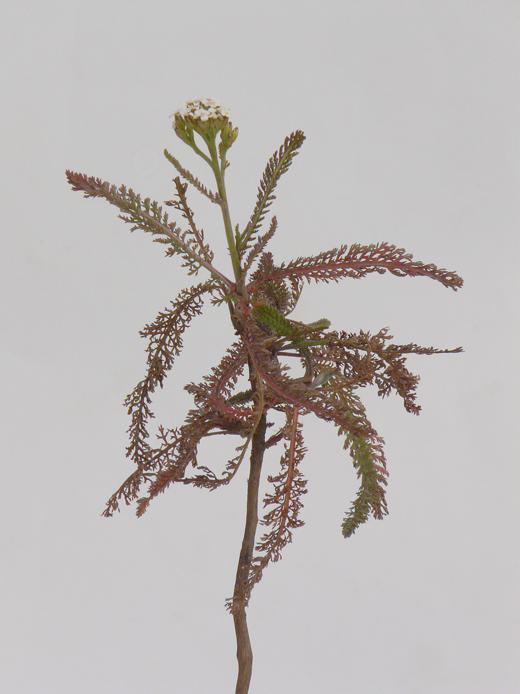 Image of genus Achillea specimen.