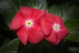 Catharanthus roseus