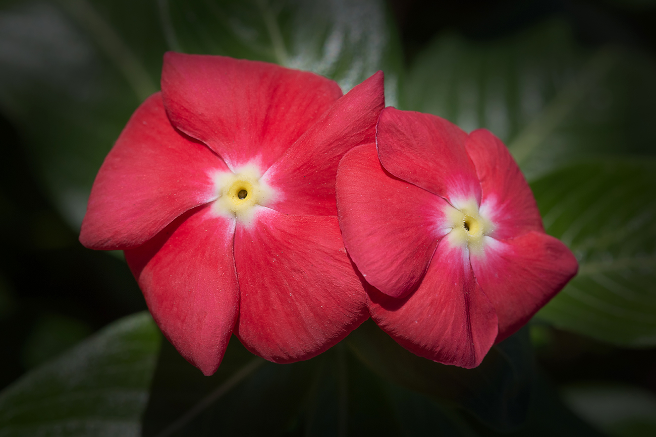 Изображение особи Catharanthus roseus.