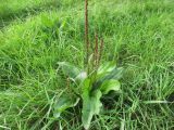 Plantago cornuti