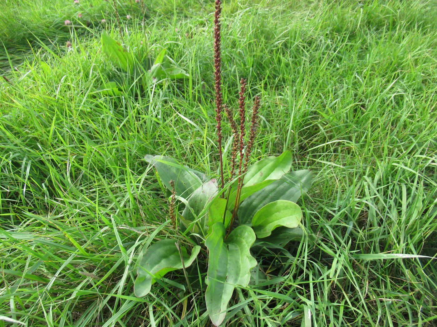 Изображение особи Plantago cornuti.