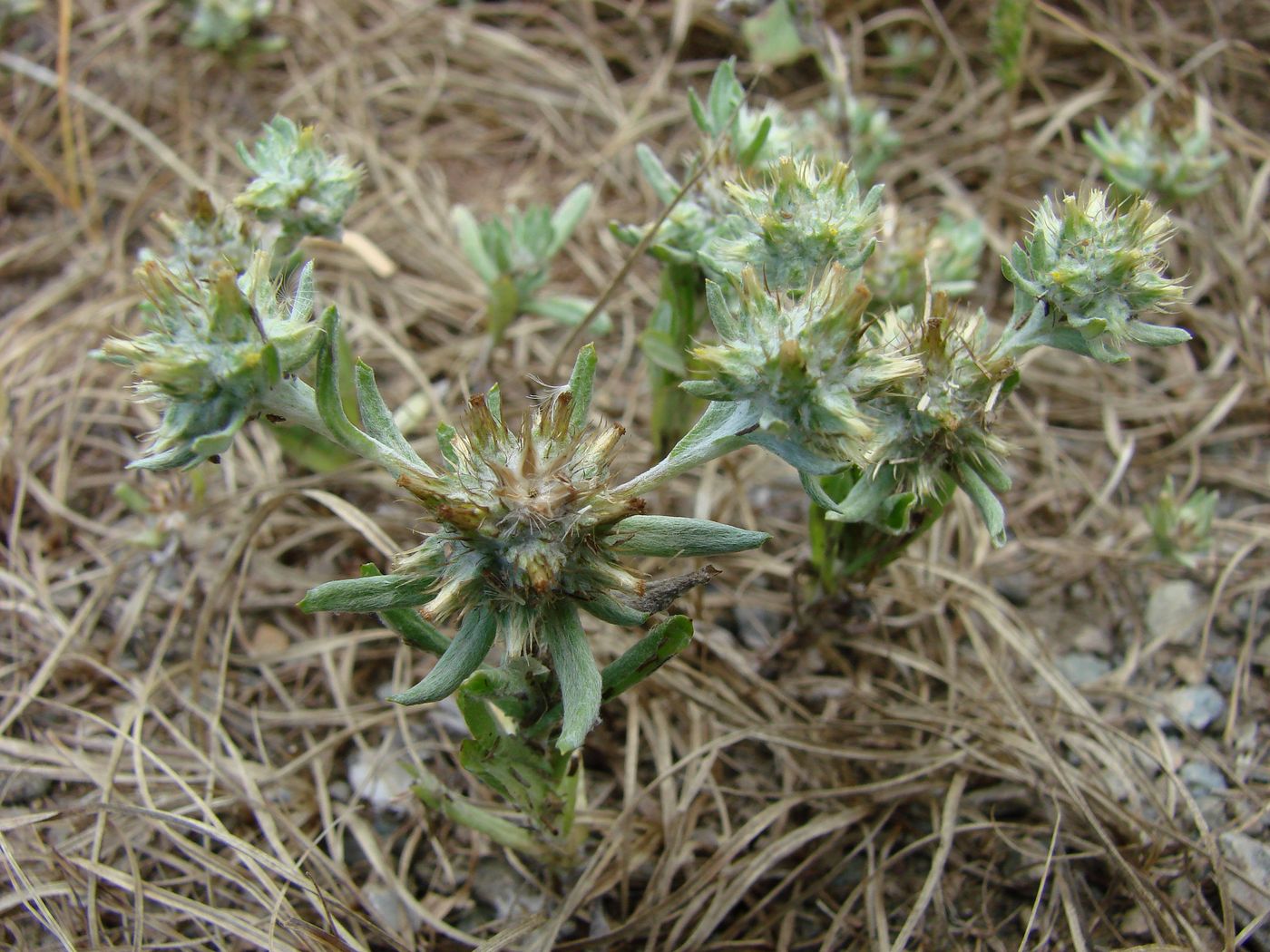 Image of Filago pyramidata specimen.