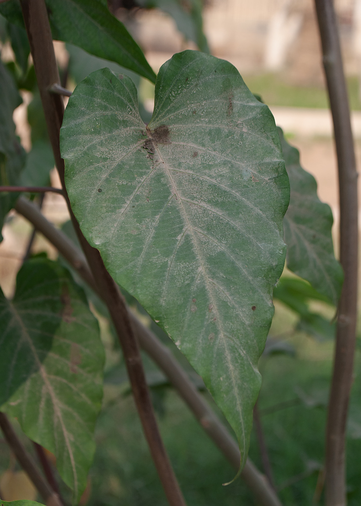 Image of Ipomoea carnea specimen.