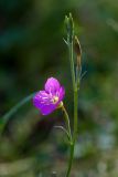 Oenothera rosea